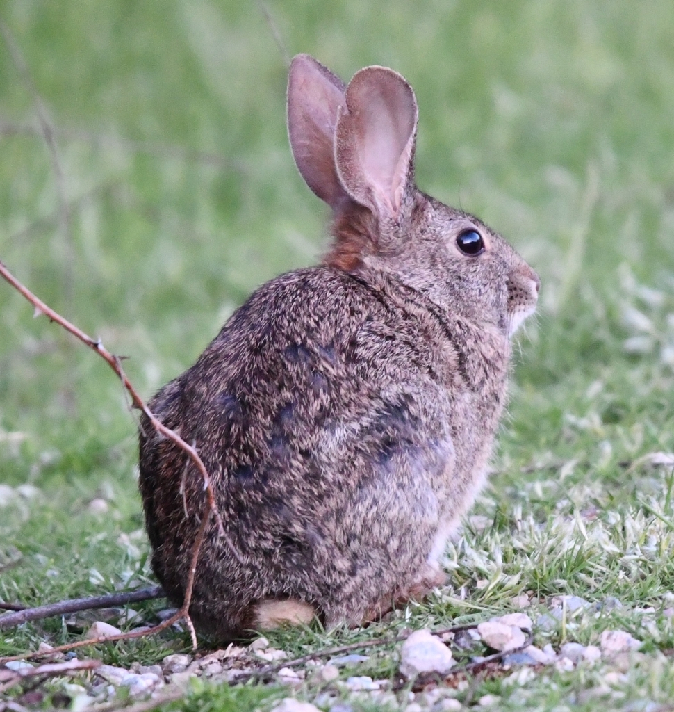 Sylvilagus bachmani riparius (Riparian brush rabbit) — SE | California ...