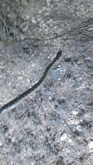 Lampropeltis splendida