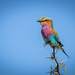 Lilac-breasted Roller - Photo (c) Tristan Scholze, some rights reserved (CC BY-NC), uploaded by Tristan Scholze
