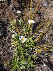 Celmisia densiflora