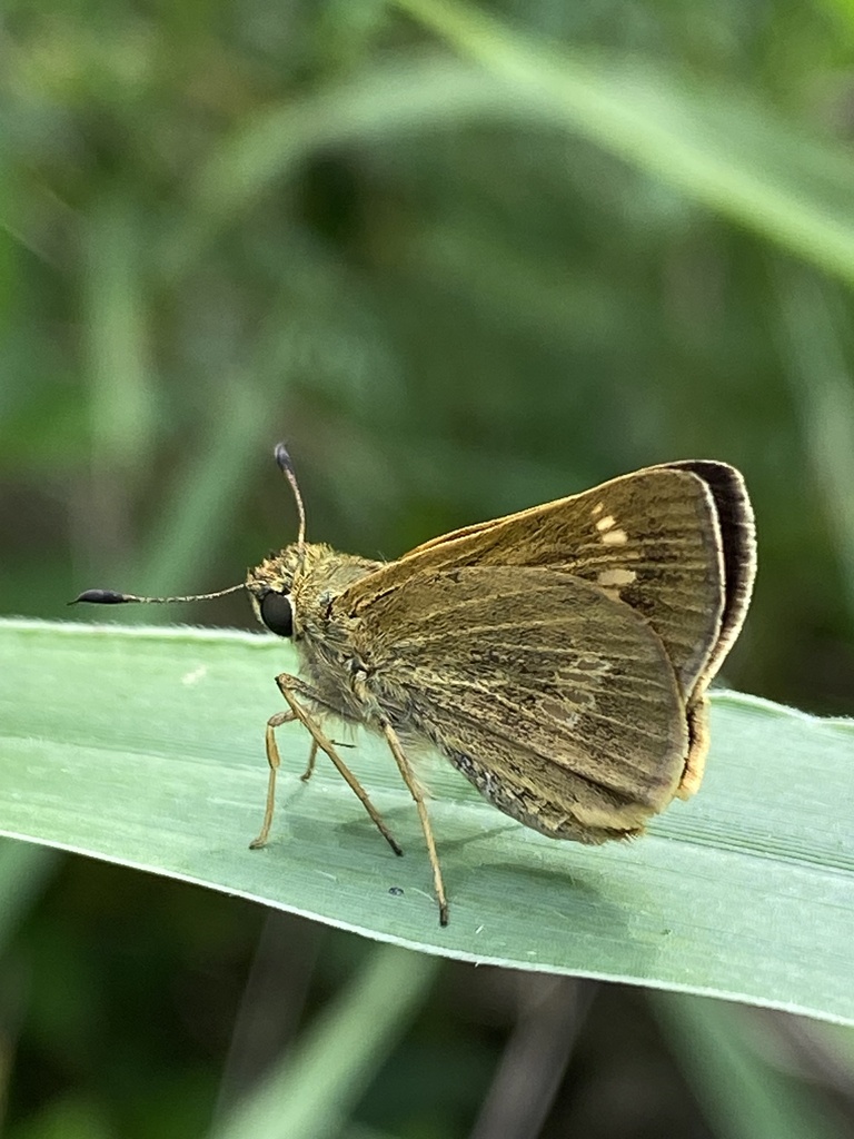 Hyaline Swift