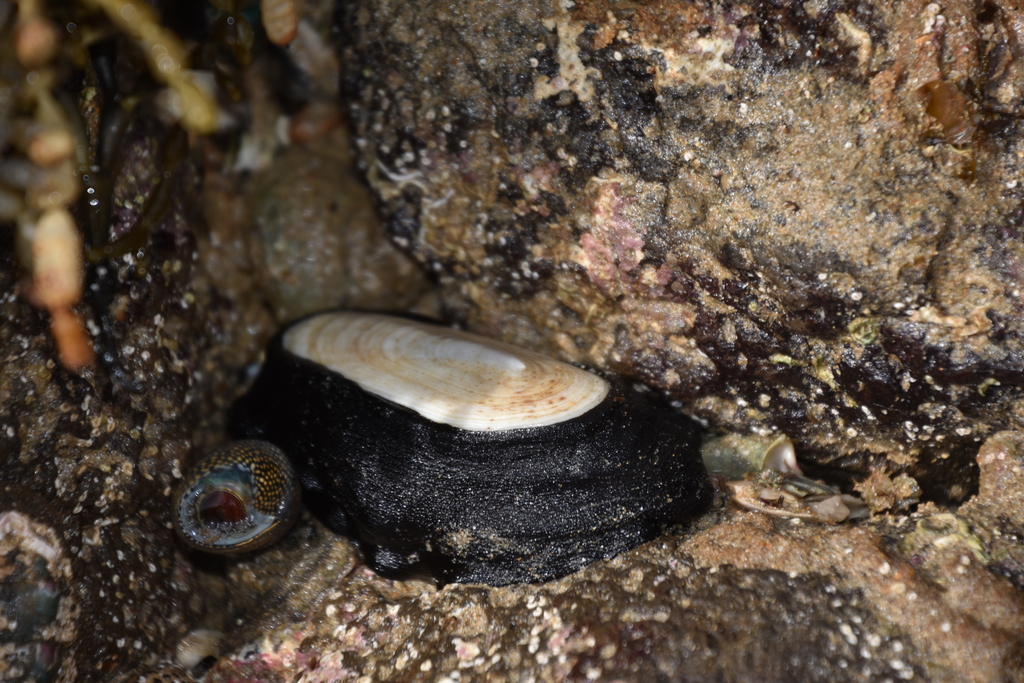 Elephant Snail from Greater Geelong - Pt B, AU-VI, AU on March 15, 2024 ...