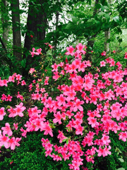 Rhododendron × pulchrum