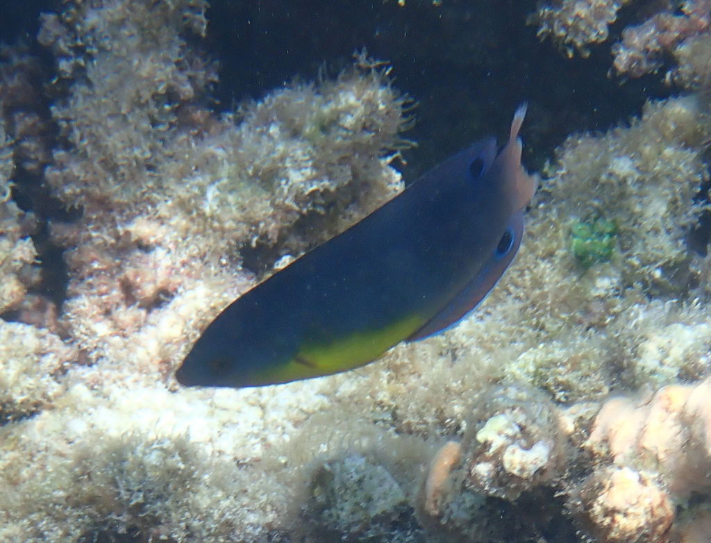Yellowbreasted wrasse