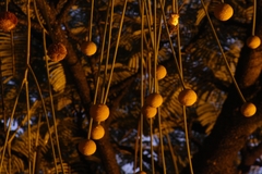 Parkia pendula