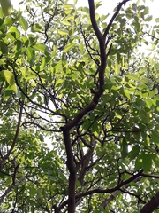 Angiospermae