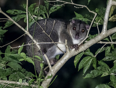 Southern Common Cuscus photo 4