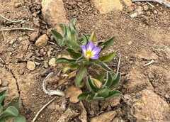Convolvulus humilis, photograph Abdenour Kheloufi, CC BY, iNaturalist via GBIF