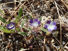 Phacelia davidsonii