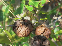 Disholcaspis spongiosa