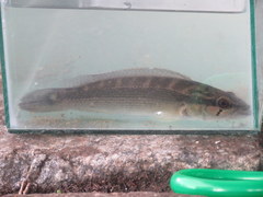 Crenicichla scottii