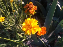 Asteraceae