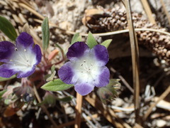Phacelia davidsonii