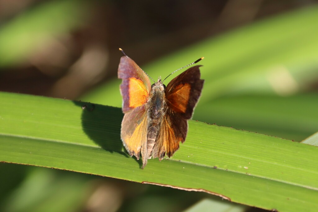 Eltham copper butterfly from Melbourne VIC, Australia on April 5, 2024 ...