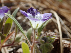 Phacelia davidsonii