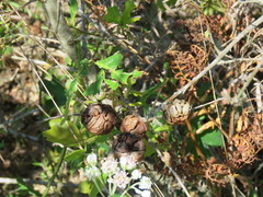 Disholcaspis spongiosa