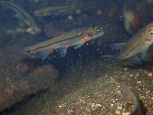 Slender redfin (Pseudobarbus tenuis) — Cyprinidae — 4