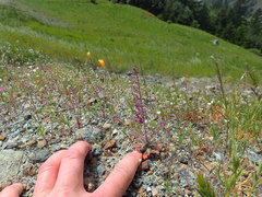 Streptanthus glandulosus pulchellus