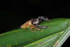 Bavia sexpunctata