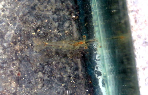 Palaemon argentinus