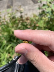 Cryptocephalus peliopterus peliopterus