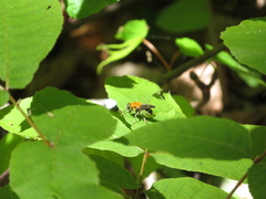 Pterallastes thoracicus