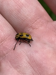 Cryptocephalus peliopterus peliopterus