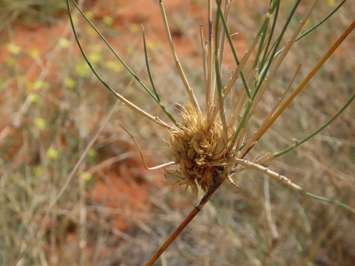Image of Stipagrostis amabilis by no rights reserved