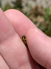 Cryptocephalus peliopterus peliopterus