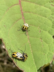 Cryptocephalus peliopterus peliopterus