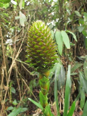 Guzmania triangularis