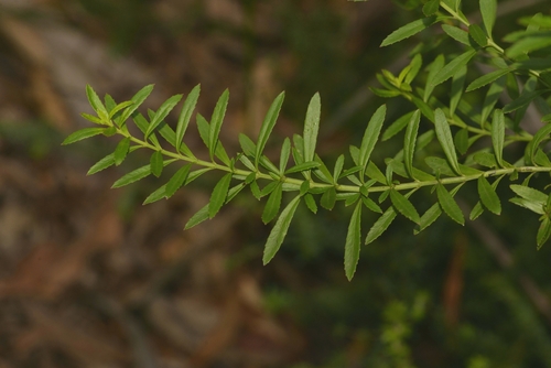 Glischrocaryon lucasii, 2024-04-03