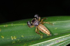 Bavia sexpunctata