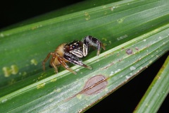 Bavia sexpunctata