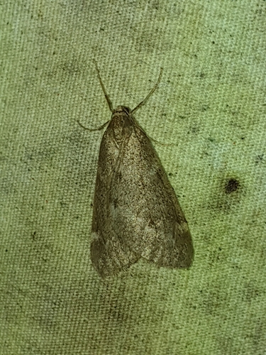 Fall Cankerworm Moth (Alsophila pometaria)