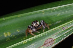 Bavia sexpunctata
