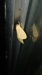 Pareuchaetes insulata