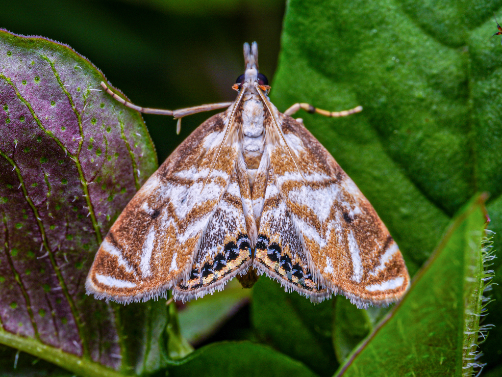 Archischoenobius