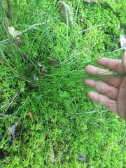 Eleocharis tuberculosa