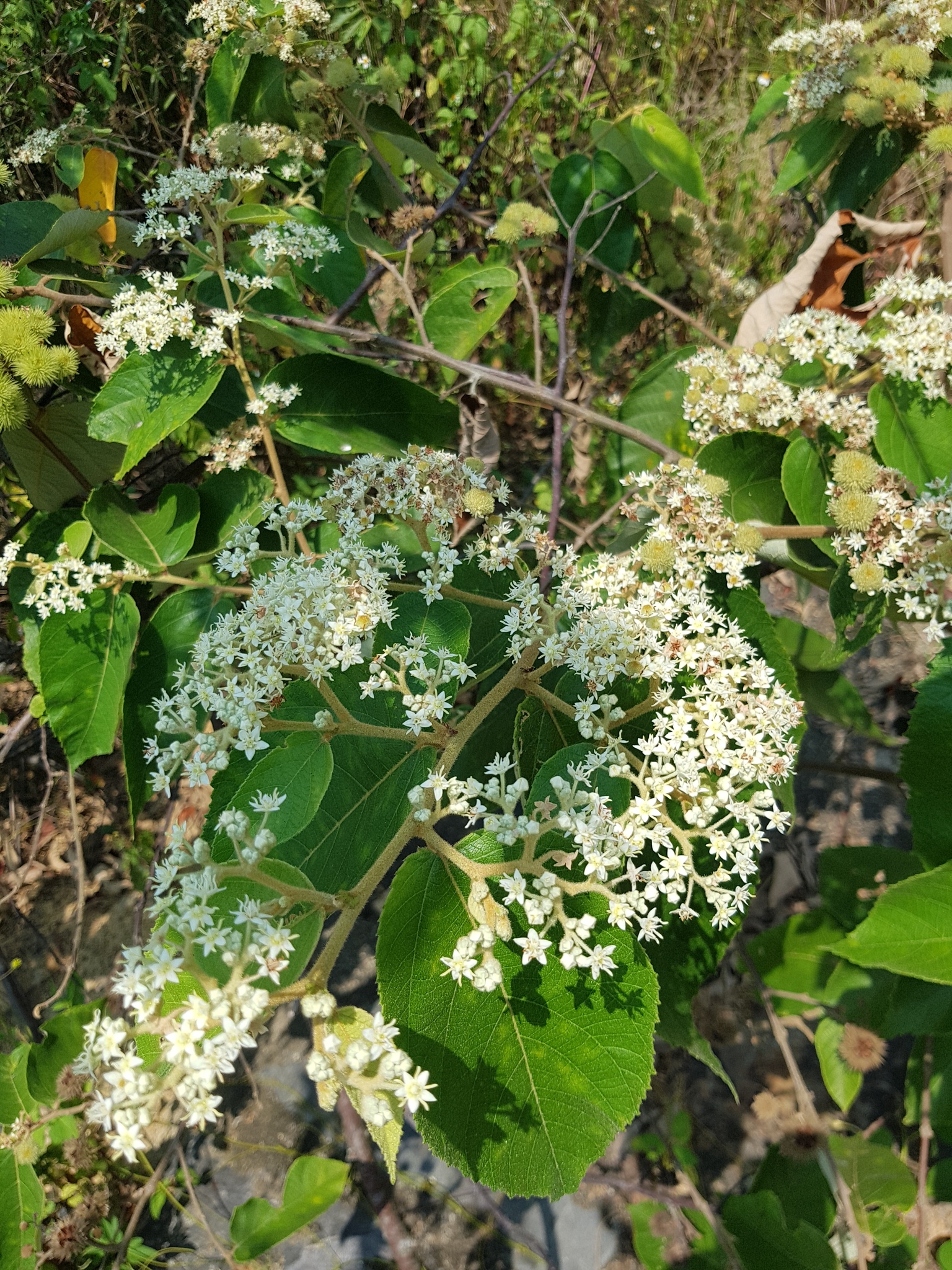 Commersonia bartramia (Commersonia bartramia)