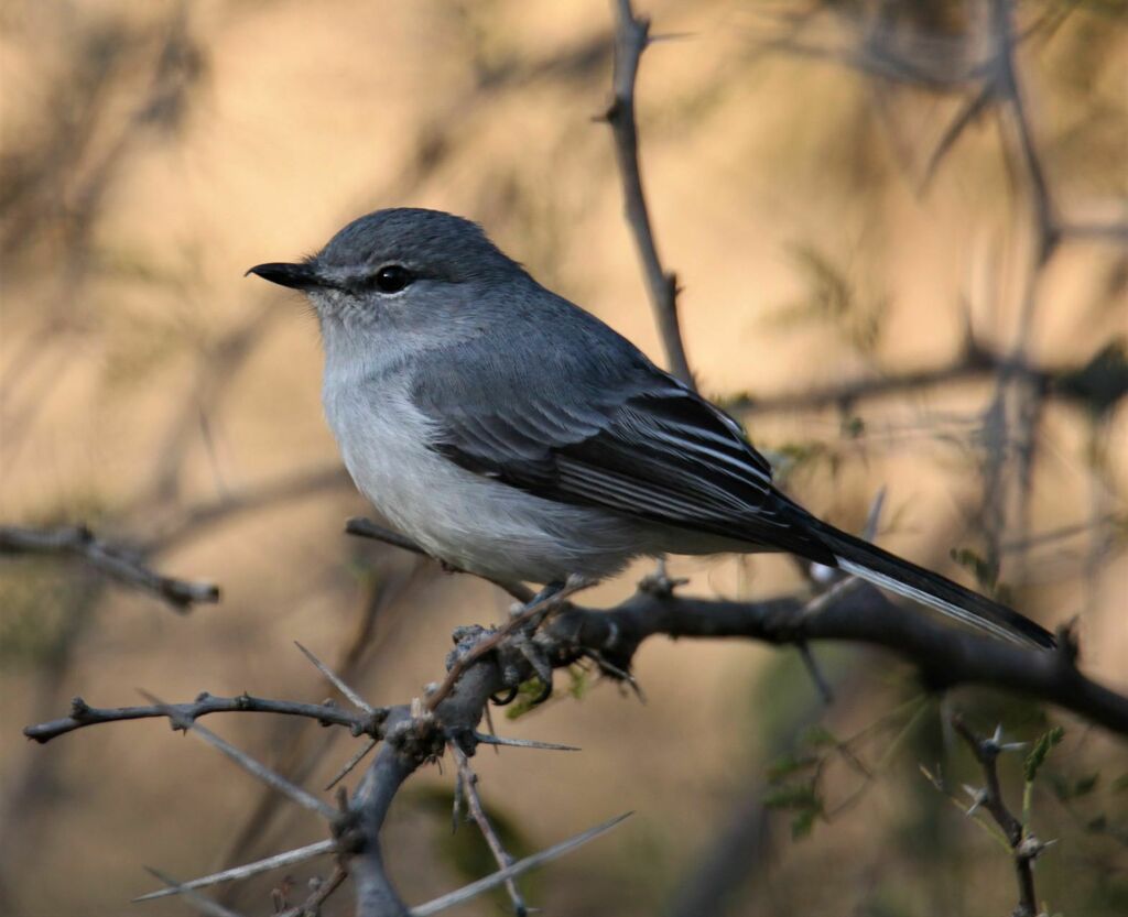 Grey Tit-Flycatcher