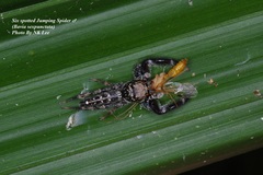 Bavia sexpunctata