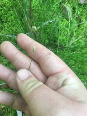 Eleocharis tuberculosa