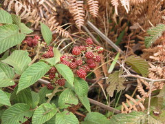 Rubus urticifolius