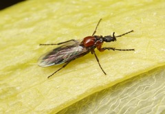 Dilophus strigilatus