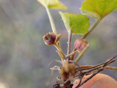 Centella asiatica
