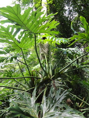 Thaumatophyllum undulatum