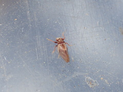 Nyctiphalerus vermiculosus