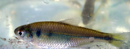 Bryconamericus iheringii