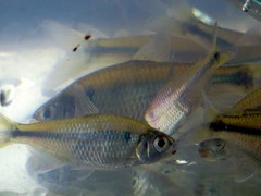 Bryconamericus iheringii